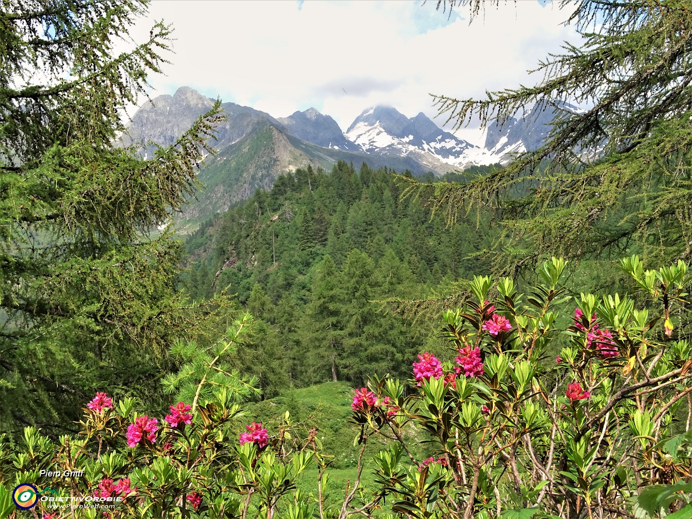 85 Rododendro rosso (Rhododendron ferrugineum) per il Pizzo del Diavolo.JPG